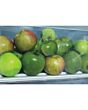 Hotpoint SH8A2QGRD 60cm Tall Larder Fridge - Graphite